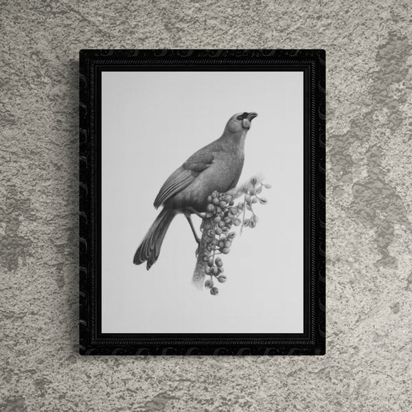 Kokako and Kohekohe - A4